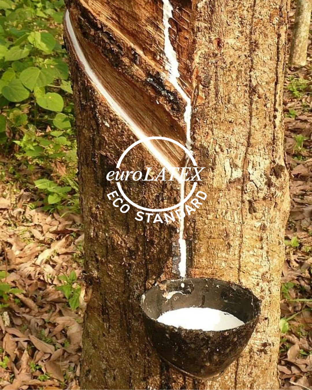 EUROLATEX ECO STANDARD