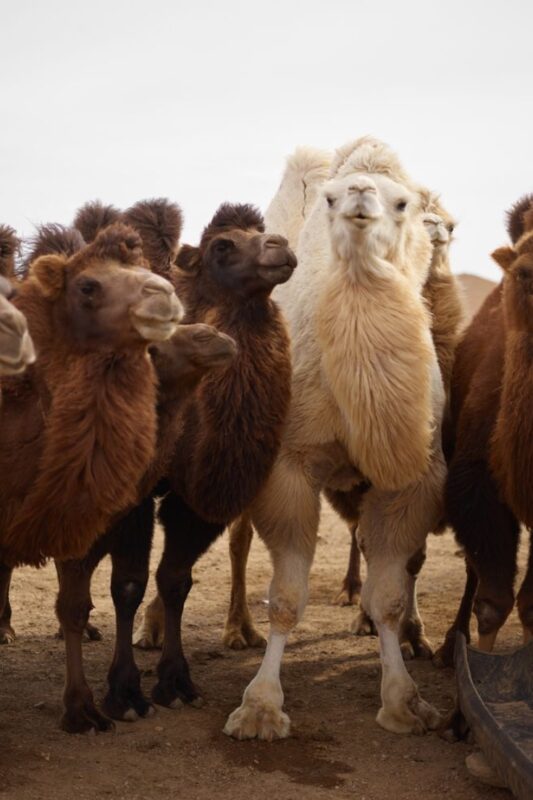 CAMEL HAIR - Kairo Home