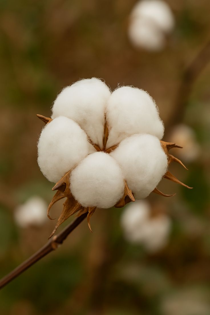 The Ultimate Guide from Kairo Home: How to Clean and Care for Your Luxury Natural Mattress Manchester.