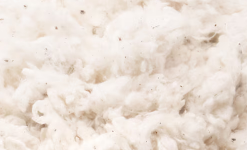 Organic Cotton